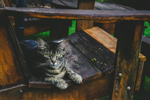 Серебряный полосатый кот на деревянном кресле