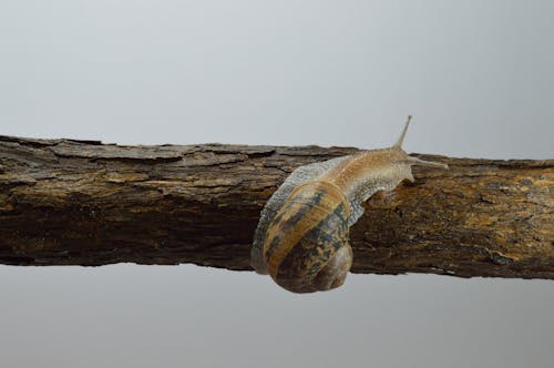 Brown and Gray Snail on Tree Branch