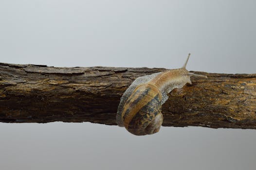 Detailed close-up of a snail moving along a textured wooden branch in a natural setting.