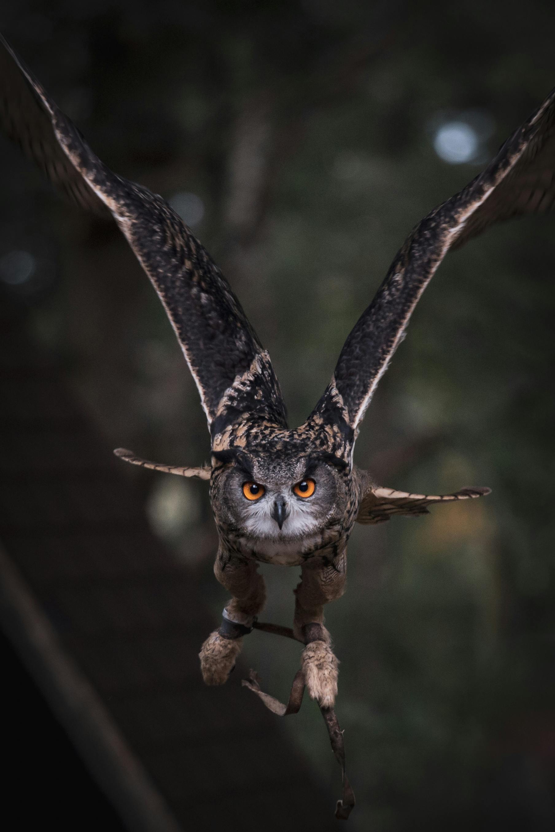 flying owl wallpaper