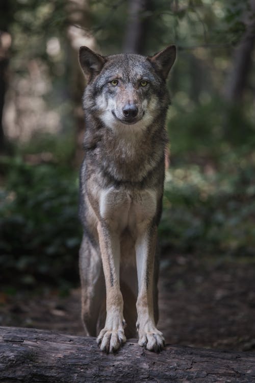 бесплатная Бесплатное стоковое фото с большой, волк, волк обои Стоковое фото