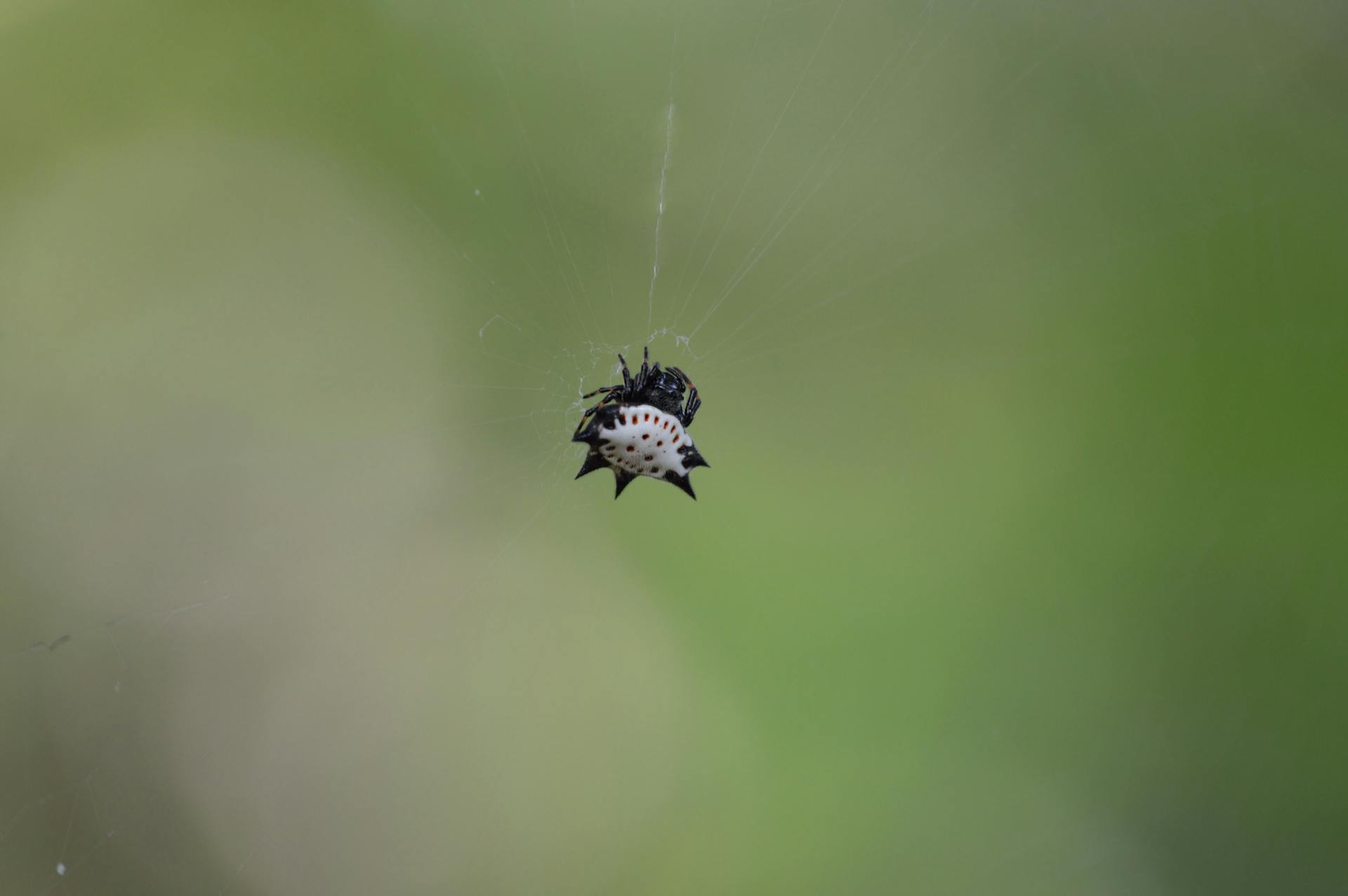 White and Black Spider on Web