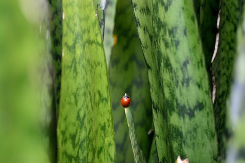 Coccinelle Sur La Photographie De Mise Au Point Sélective Des Plantes De Serpent