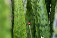 宏观镜头下，一只瓢虫栖息在万世莲叶子上，凸显了大自然的细节