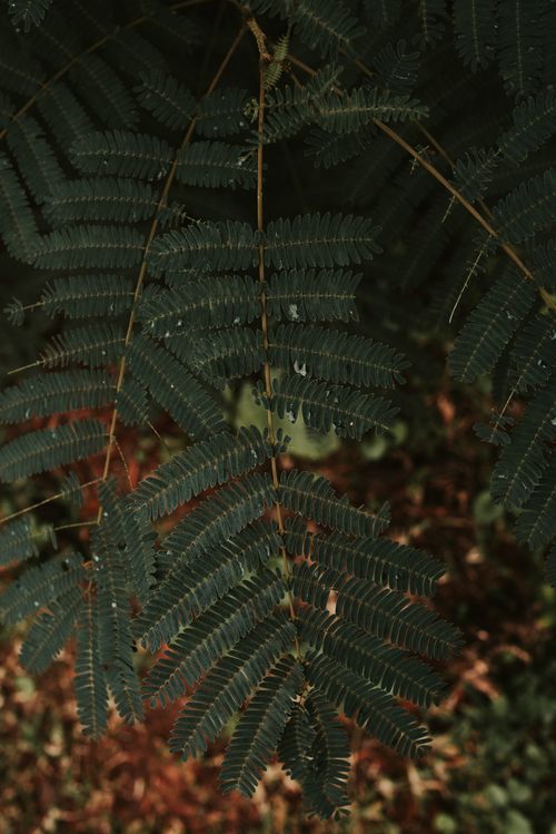 Free Top view lush verdant fern branches growing in lush woodland against blurred ground in daylight Stock Photo