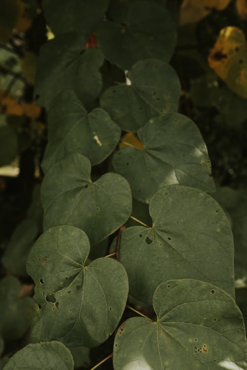 From below green abundant plant with heart shaped verdant leaves growing in woodland in daylight