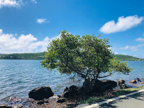 Free stock photo of ocean tree, tree
