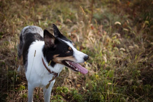 Close-up Photo of a Border Collie 