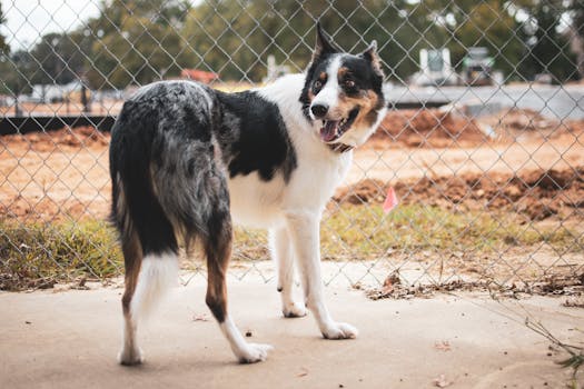 Border Collie standing outdoors by a chain-link fence at a construction site.