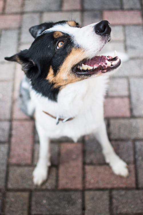 High Angle Shot of a Border Collie 