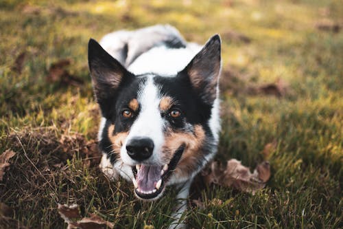 Close-up Photo of Border Collie 