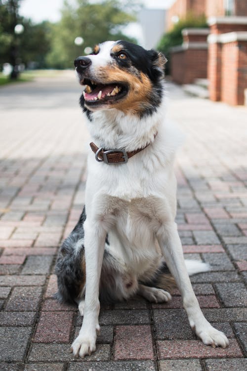 Close-up Photo of Border Collie 