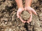 Soil on a Person's Hand