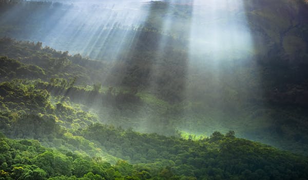A breathtaking view of sunlight illuminating a dense forest in East Java, Indonesia.