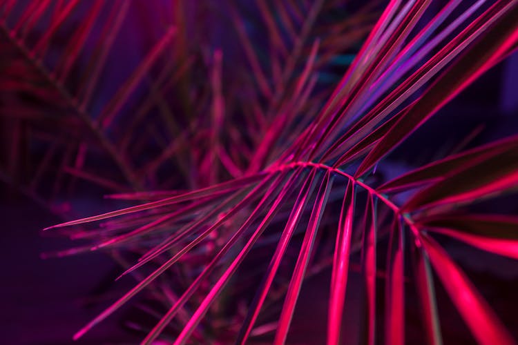 Close-up Of Purple Palm Branches