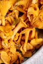 Close-Up Shot of Chanterelle Mushrooms