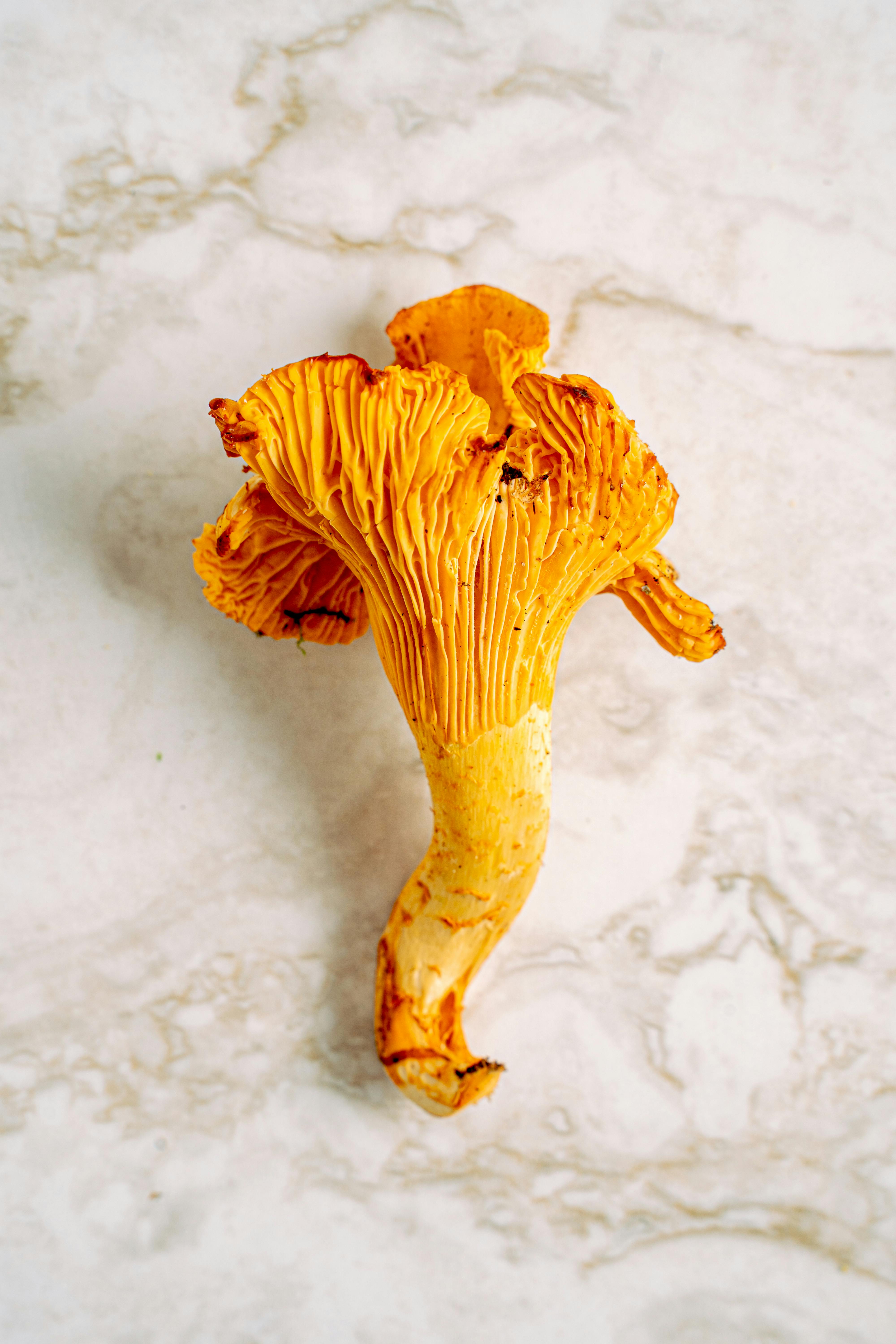 orange mushroom on white marble surface