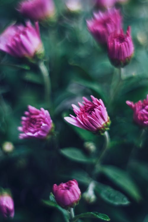 チューリップ, つぼみ, ピンクの無料の写真素材