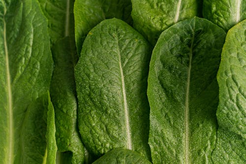 Leafy Vegetable in Close Up Photography