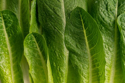 Close Up Photo of Fresh Lettuce