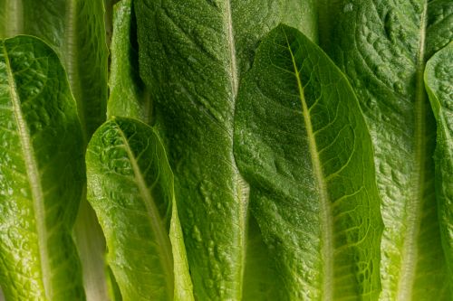 Free Detailed close-up of fresh green romaine lettuce leaves, showcasing texture and vibrant color. Stock Photo