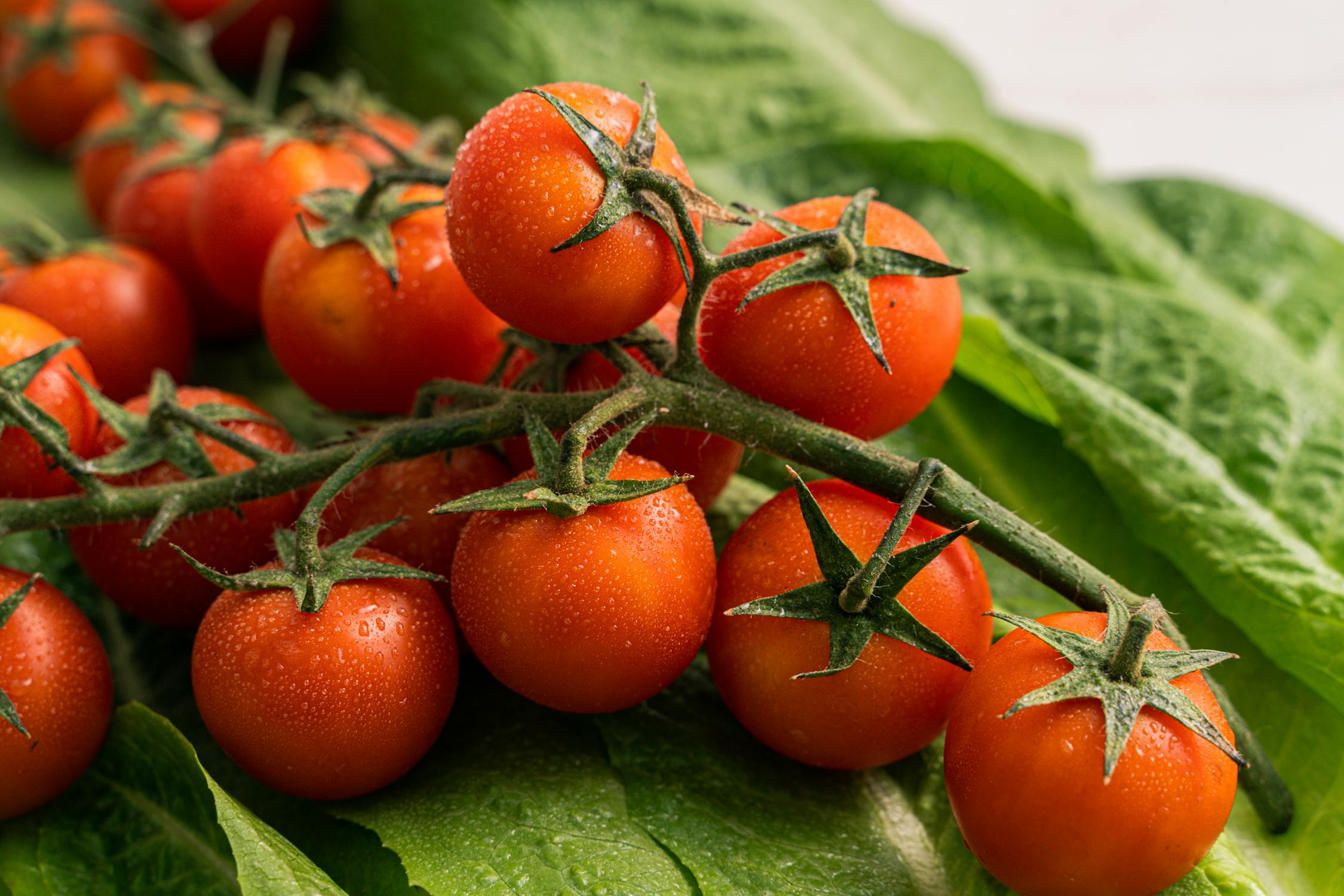 Tomatoes