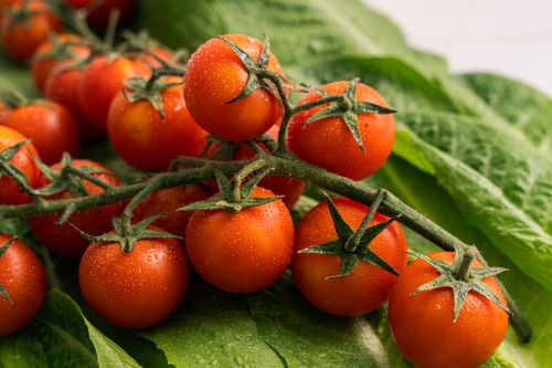 Free Close-up of ripe cherry tomatoes with dewdrops on fresh green leaves. Stock Photo