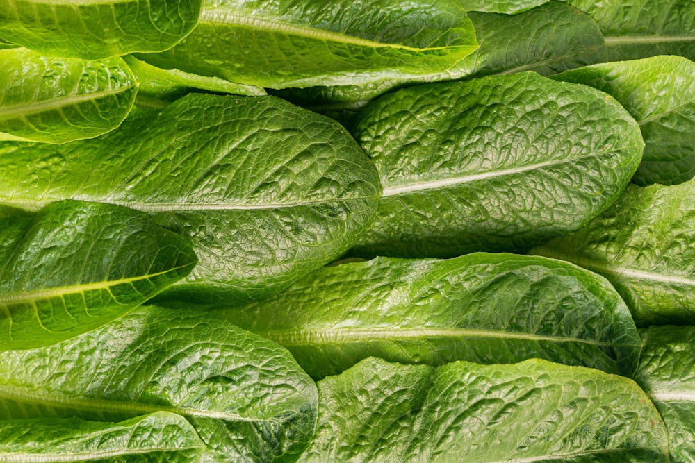 Crunchy Romaine and Apple Salad