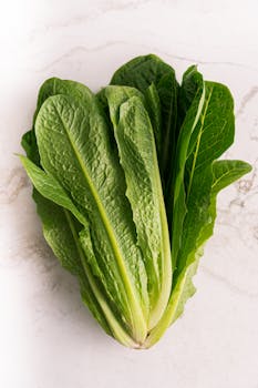 Lettuce, cos or romaine, raw