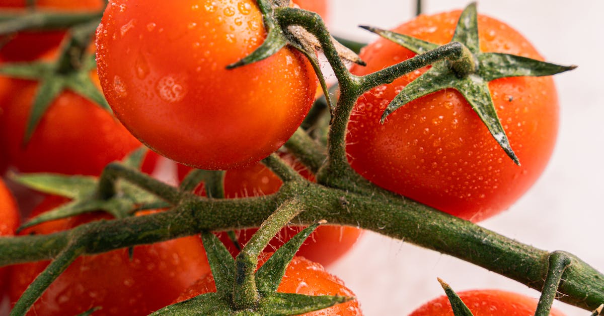 Why are my tomatoes splitting at the stem
