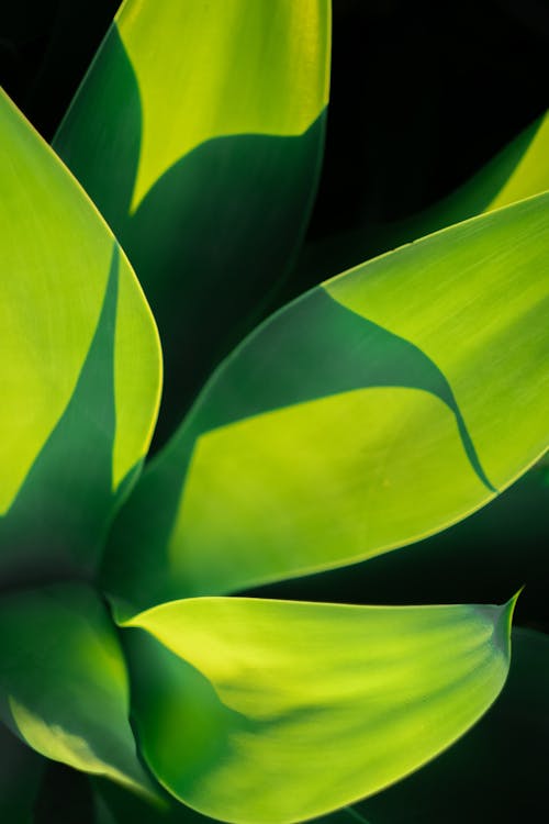 Close-Up Shot of Green Leaves 