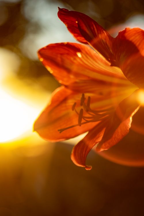 Free A vibrant red lily illuminated by sunrise, highlighting delicate petals and rich colors. Stock Photo