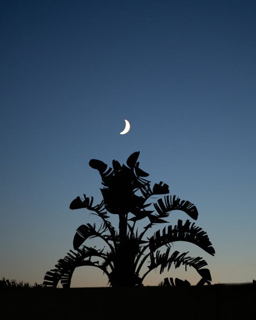Silhouette of a Tree Under Night Sky