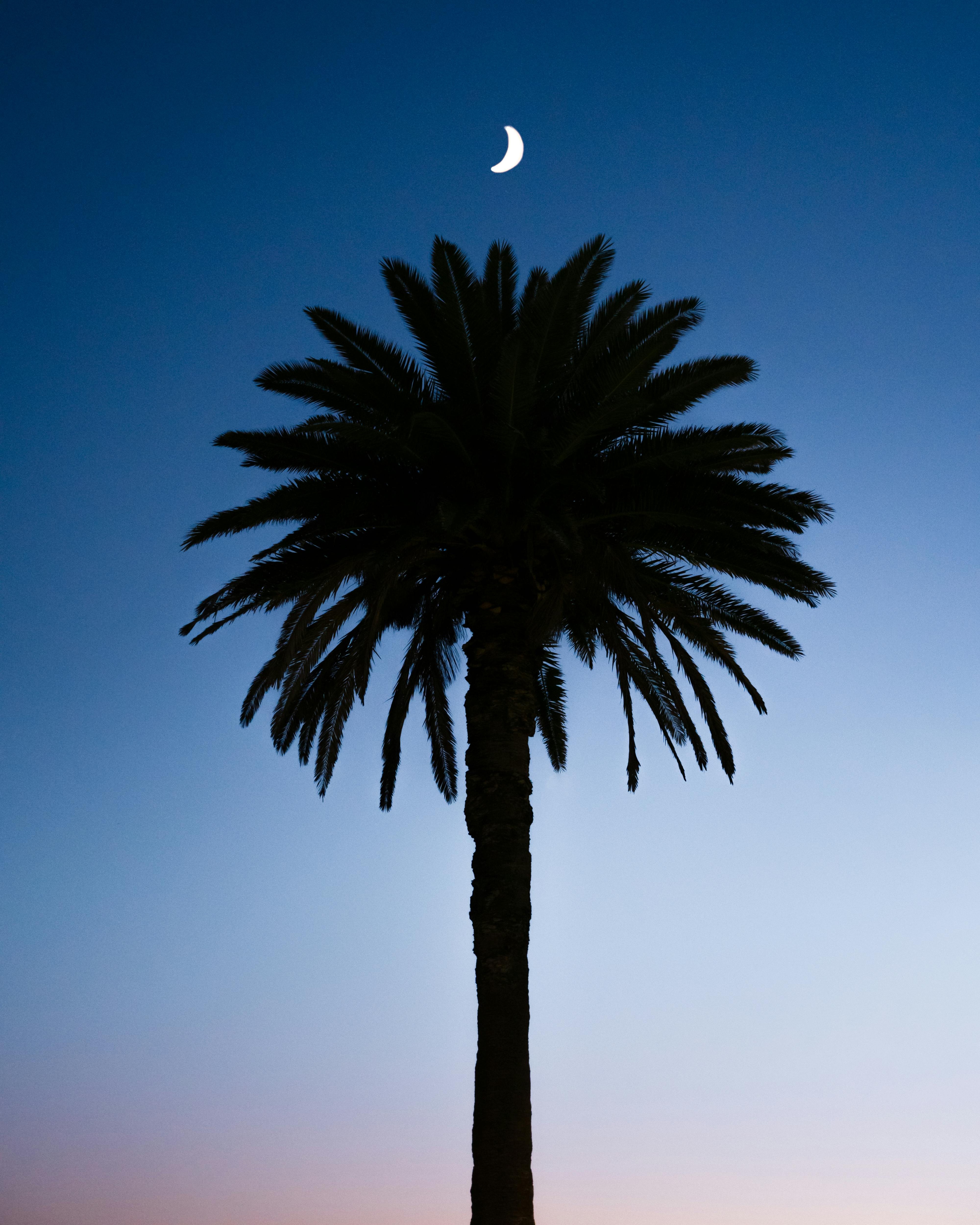 palm tree under blue sky