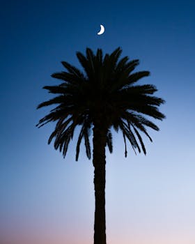 Silhouetted palm tree with a crescent moon during twilight in Bronte, NSW.