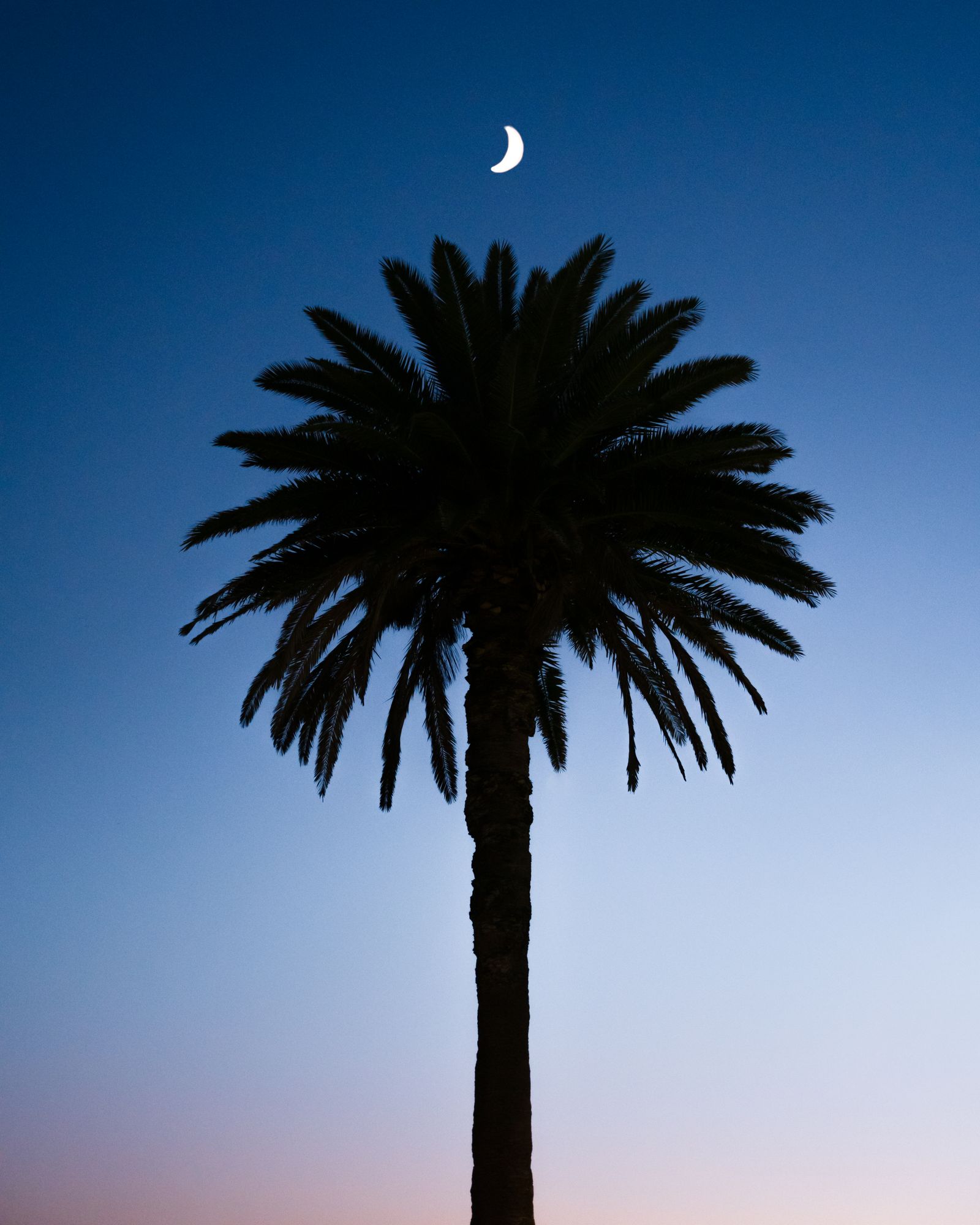 Canary Island Date Palm in a Sydney front garden