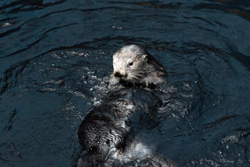 Free An Otter in the Water  Stock Photo
