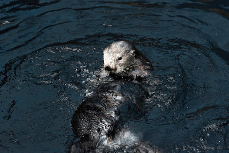 An Otter In The Water 