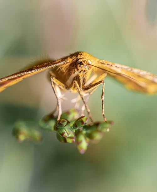 Close up of a Moth