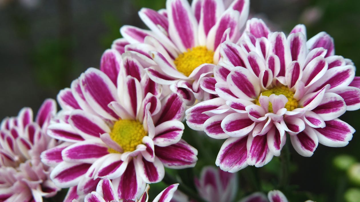Flores Moradas Y Blancas · Foto de stock gratuita