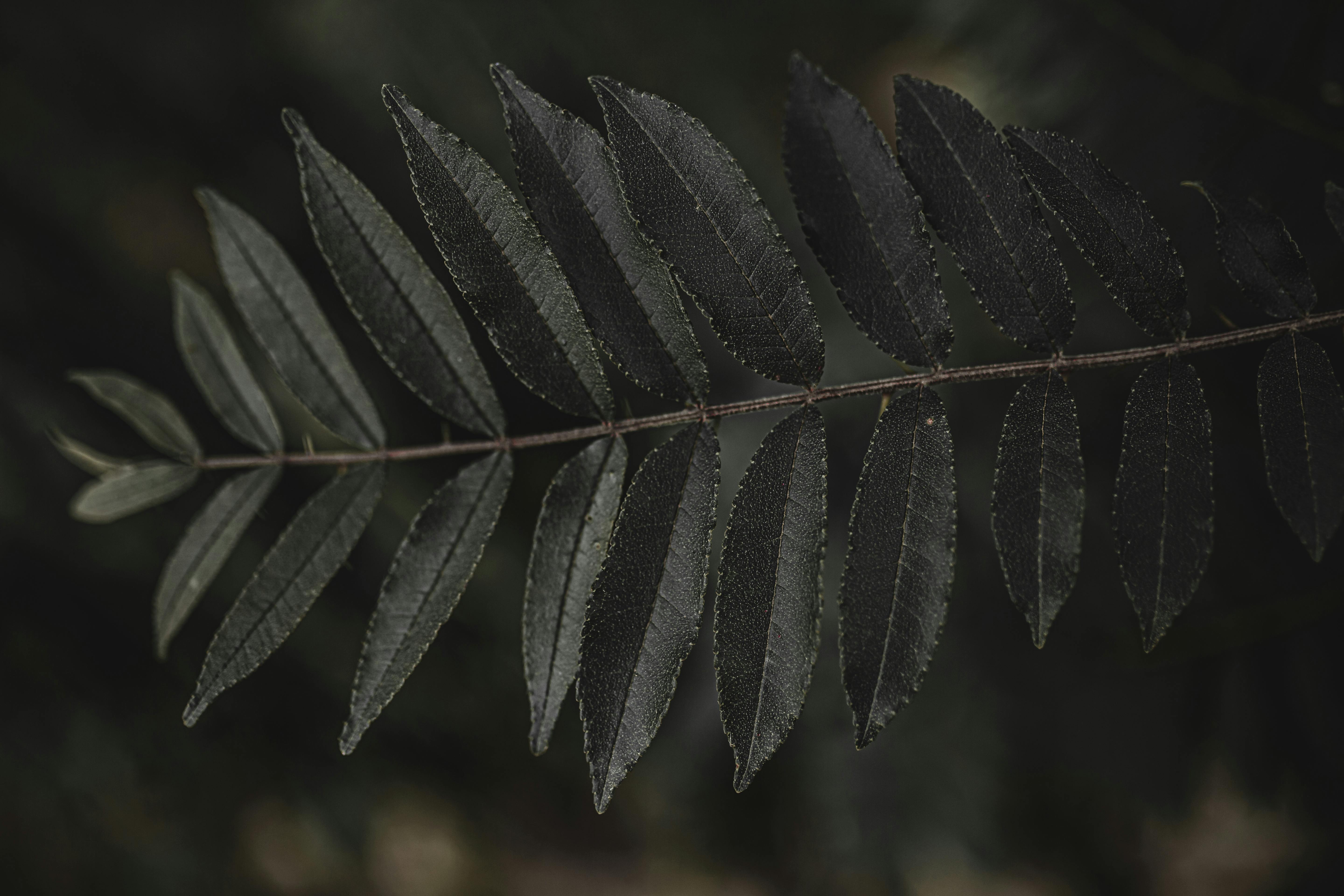 Closeup of tree branch with spiky green leaves growing on thin stem in forest in daylight in nature with blurred background