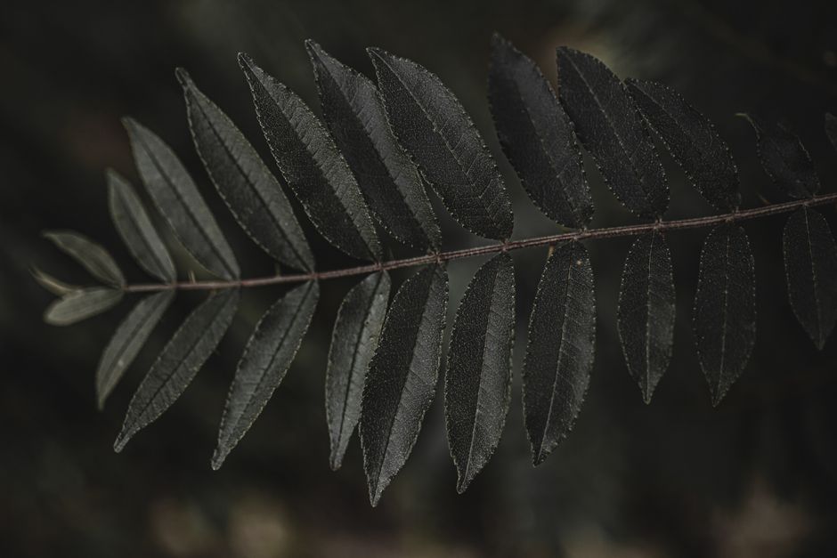 Closeup of tree branch with spiky green leaves growing on thin stem in forest in daylight in nature with blurred background