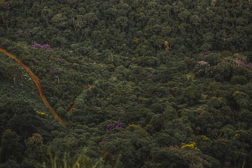 Free Drone view of green trees with lush vegetation growing in highlands in tropical forest in summer day in nature outside Stock Photo