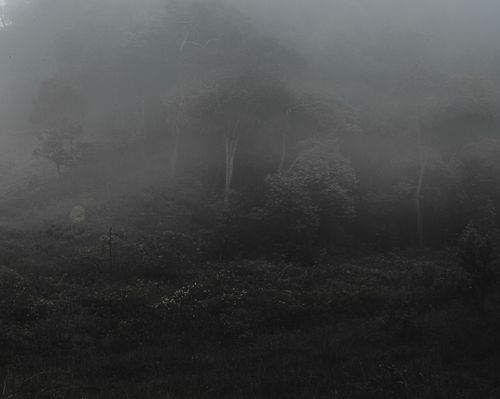 Free Gloomy scenery of misty woodland with tall trees with lush foliage growing near blooming bushes in summer morning in nature Stock Photo