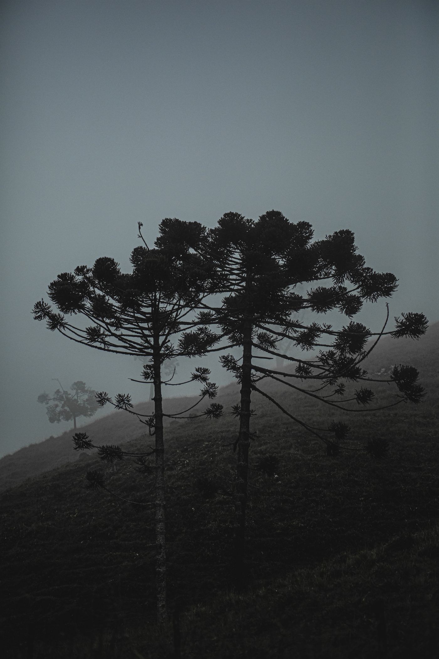 Misty pine hills view from Sainik School Meghalaya hostel wing