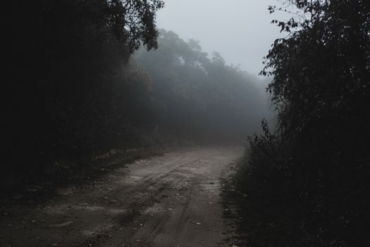 Narrow road in misty forest