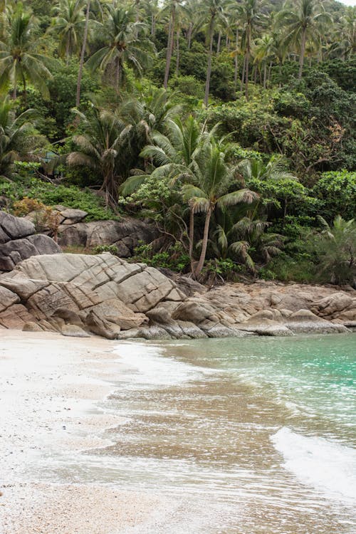 Palm Trees around Beach