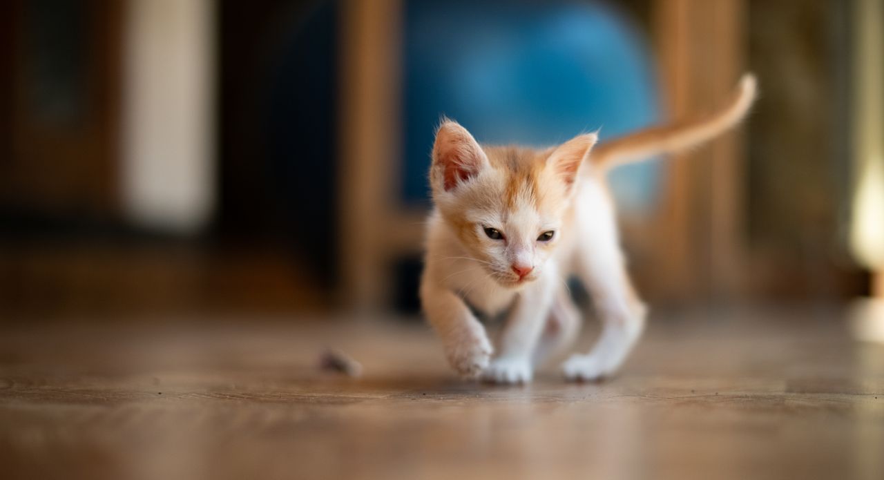 cute kitten exploring indoors on a wooden floor perfect for pet themed