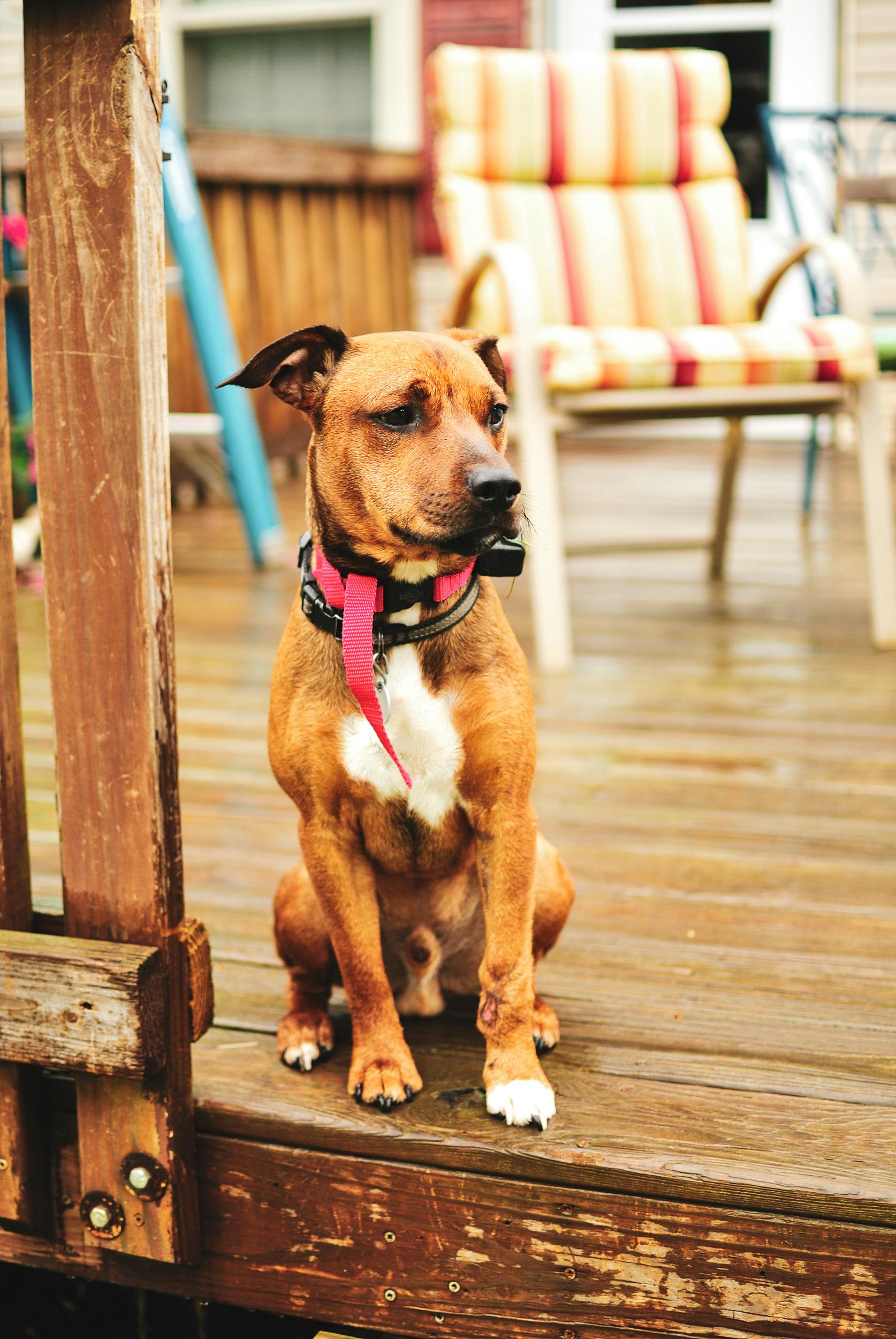 a dog on a patio