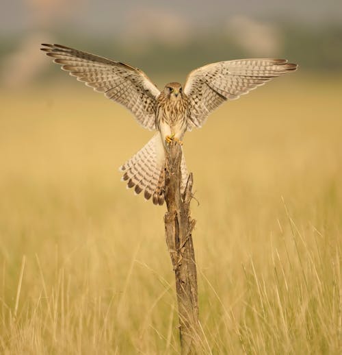 Birds on Field